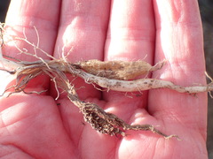 Chamarea gracillima