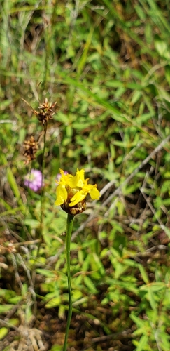 Image of Xyris torta by (c) Stephan Eselgroth, some rights reserved (CC BY-SA)