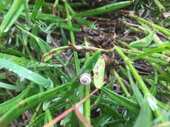 Helicella itala