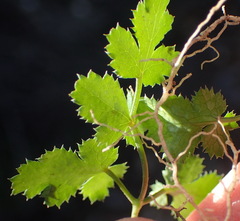 Chamarea gracillima