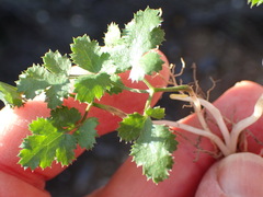 Chamarea gracillima