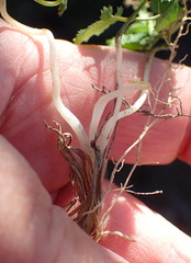 Chamarea gracillima