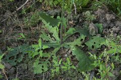 Nicotiana plumbaginifolia image