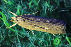 Helcystogramma triannulella