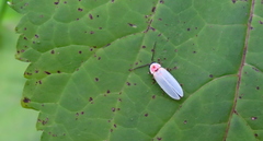 Photinus marginellus