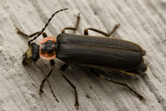 Podabrus brevicollis