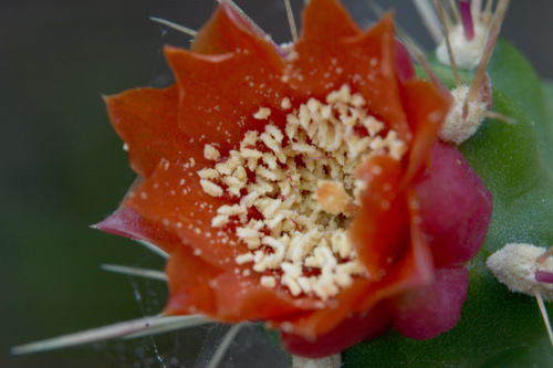 Consolea corallicola Small