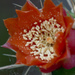 Semaphore Pricklypear - Photo (c) Keith Bradley, some rights reserved (CC BY-NC), uploaded by Keith Bradley
