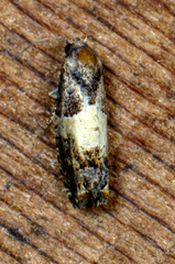Epiblema glenni