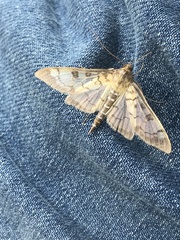 Mimorista