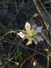 Nigella gallica