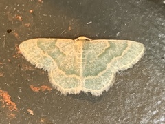 Chlorochlamys phyllinaria