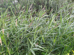 Phragmites australis
