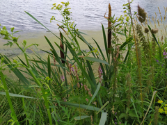 Typha latifolia