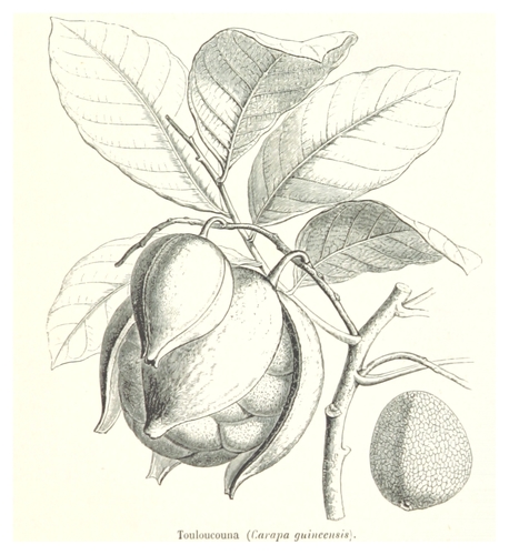 Carapa procera