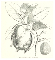 Carapa procera