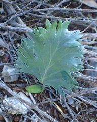 Pelargonium pillansii