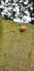 Harmonia axyridis