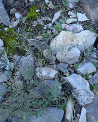 Chaenostoma subnudum