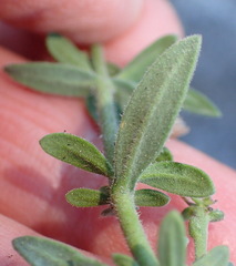 Chaenostoma subnudum