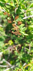 Spiraea hypericifolia