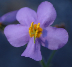 Chaenostoma subnudum