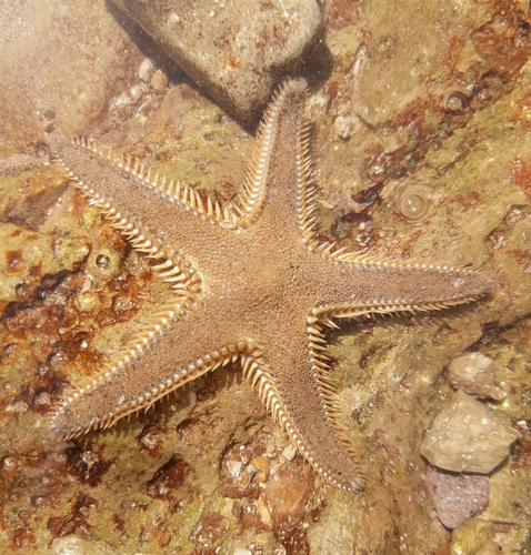 Širokobodljasta zvjezdača (Astropecten platyacanthus)