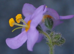 Chaenostoma subnudum