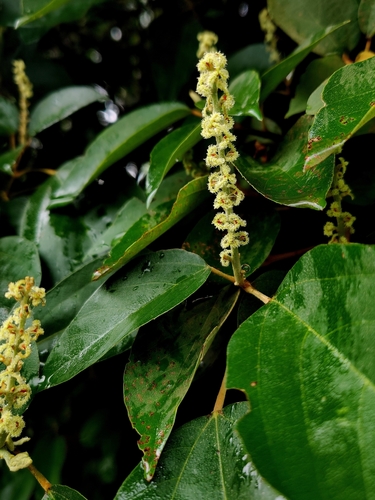 Mallotus philippensis