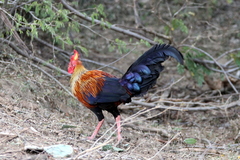 Gallus lafayettii
