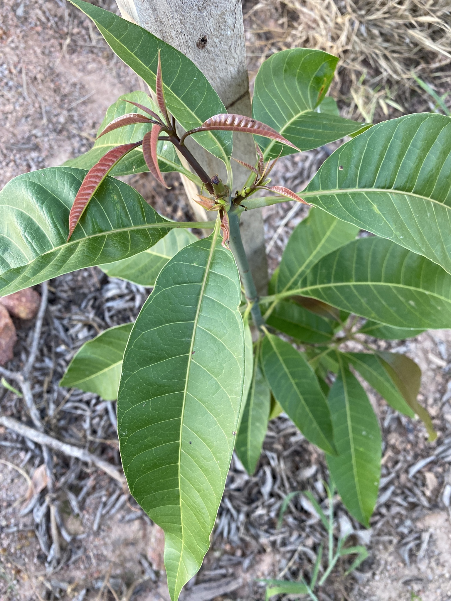 Mangifera indica