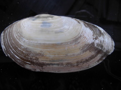 Lutraria lutraria