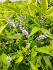 Orbexilum onobrychis