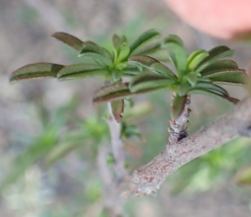 Image of Hermannia filifolia by (c) Nicola van Berkel, some rights reserved (CC BY-SA)