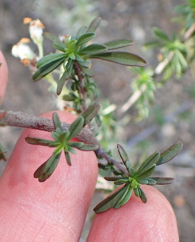 Image of Hermannia filifolia by (c) Nicola van Berkel, some rights reserved (CC BY-SA)