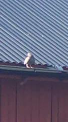 Bubo