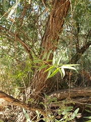 Salix lasiandra