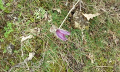 Pulsatilla montana