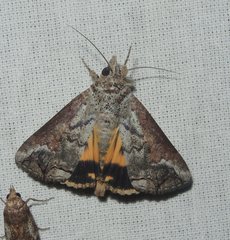 Hypocala deflorata