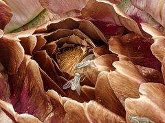 Terellia fuscicornis