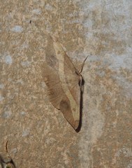 Hypochrosis hyadaria