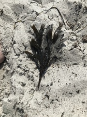 Fucus serratus