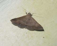 Hypospila bolinoides