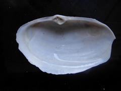 Lutraria lutraria