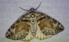 Dysstroma hersiliata