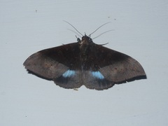 Ischyja manlia