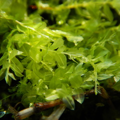 Plagiomnium ellipticum