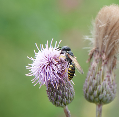 Philanthus triangulum