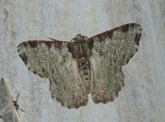 Lophophelma ruficosta