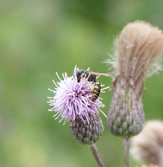 Philanthus triangulum